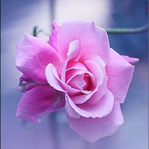 Meet your Posher, Cameron